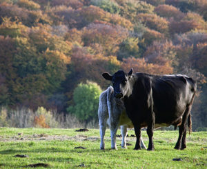 The Cape’s Free-Range Crusader