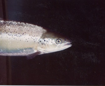 Close up of salmon swimming