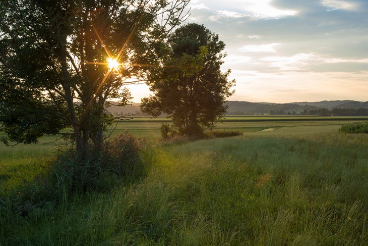 summer meadow
