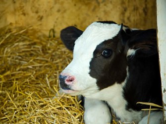 Dairy Calf In Deep Straw