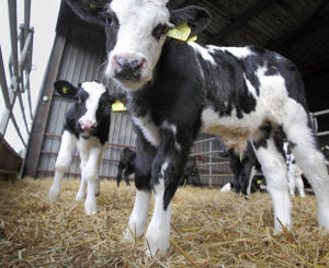 Calf forum report