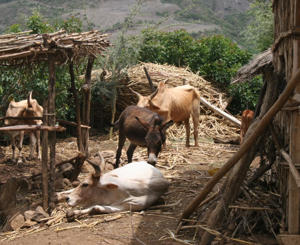 Ethiopia case study