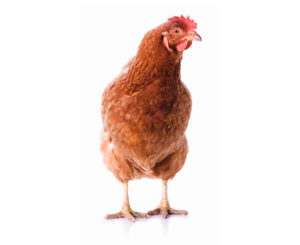 Compendium: The complete guide to laying hens