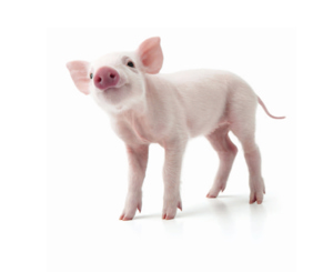 Compendium: the complete guide to pigs