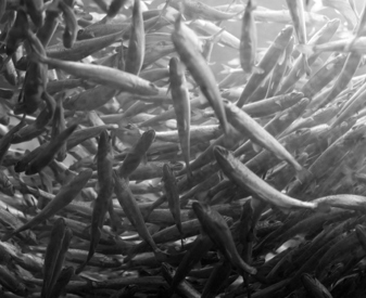 School Of Young Salmon