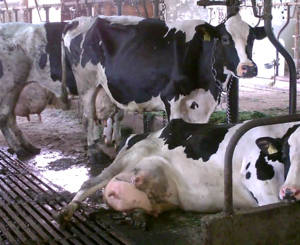 Developing criteria for the application of Directive 98/58 to welfare of dairy cows