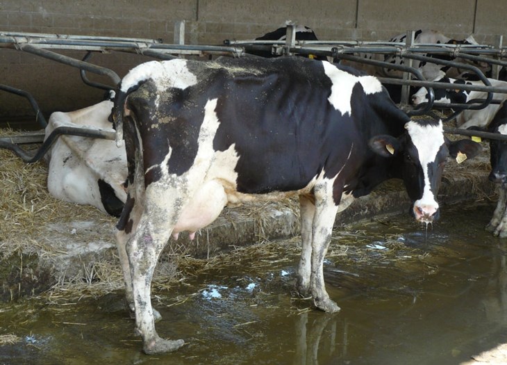 About dairy cows | Compassion in World Farming
