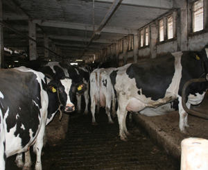 Report on welfare of EU dairy cows