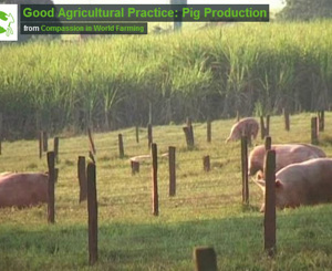 GAP Pigs film