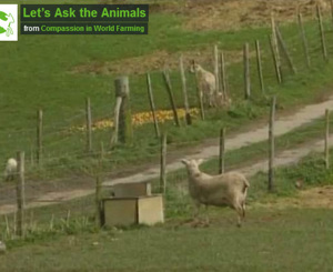 Let's Ask the Animals