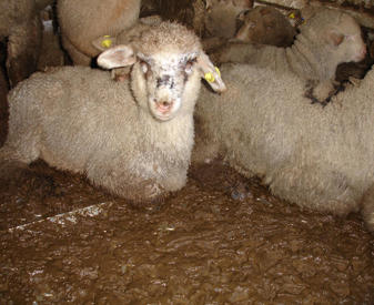 Sheep being transported from Greece to Turkey are forced to rest in their own filth