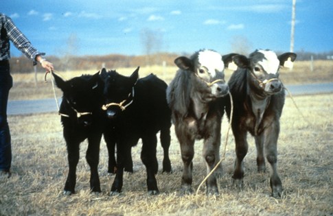 Cloning = Cruelty | Compassion in World Farming Cloning = Cruelty | Compassion in World Farming