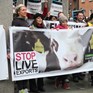 Stop live exports demo in Ireland