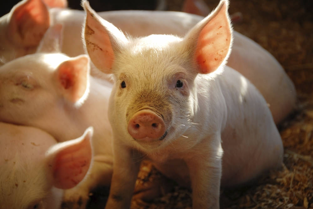 Six reasons why GM animals are a bad thing | Compassion in World Farming