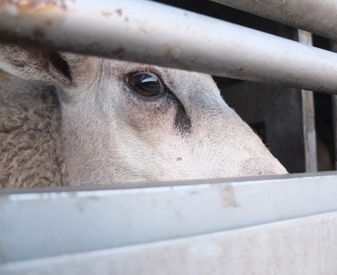 Sheep Looking Through Bars