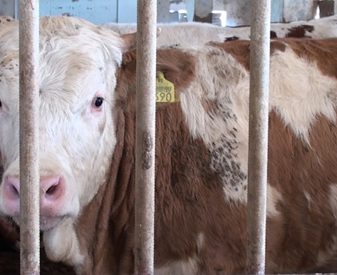 Romanian Bull In Lebanon