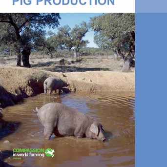 GAP Pigs PowerPoint | Compassion in World Farming
