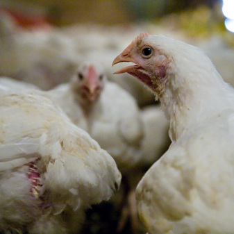 Humane Slaughter