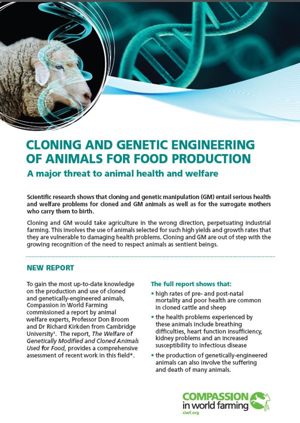 Cloning and Genetic Engineering of Animals for Food Production | Compassion  in World Farming