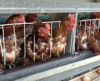 Greek Battery Hens