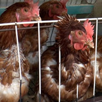 Caged hens
