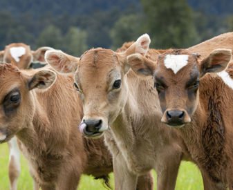 Groupofcowcalves