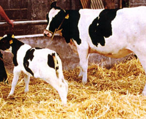 Farm Animal Cloning Factsheet