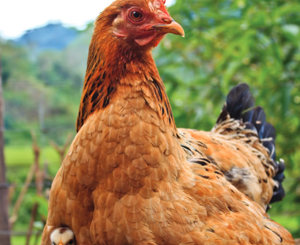 Down to Earth - Charter for a caring food policy