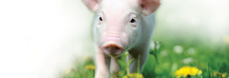 Piglet In Grass On White