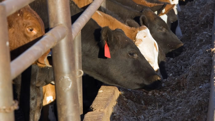 Factory farming threatens food security. Cattle eating human-edible crops.