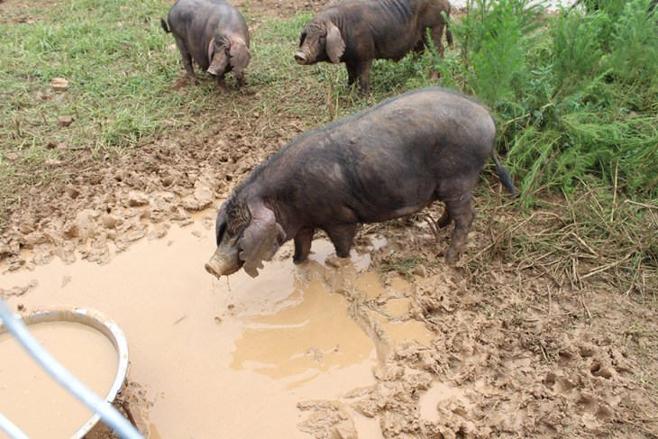 Chinese Pigs Enjoying A Higher Welfare Environment