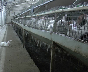Scientists’ report on welfare of farmed rabbits
