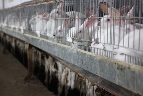 End the Cage Age - Why the EU must stop caging farm animals | Compassion in  World Farming