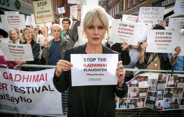 Joanna Lumley fronts Gadhimai protest
