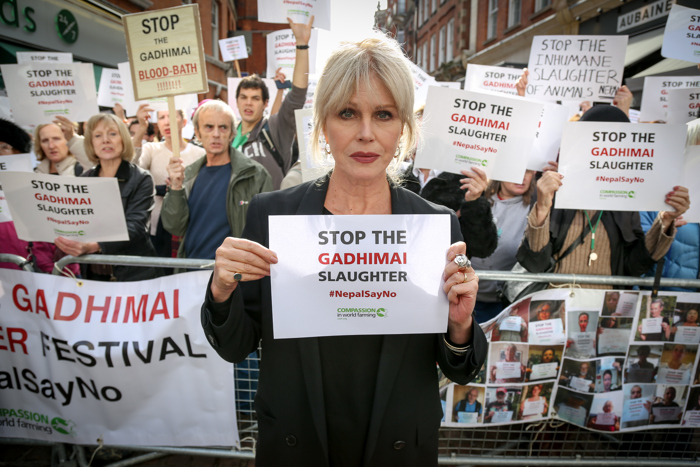 joanna-lumley-fronts-gadhimai-protest.jpg
