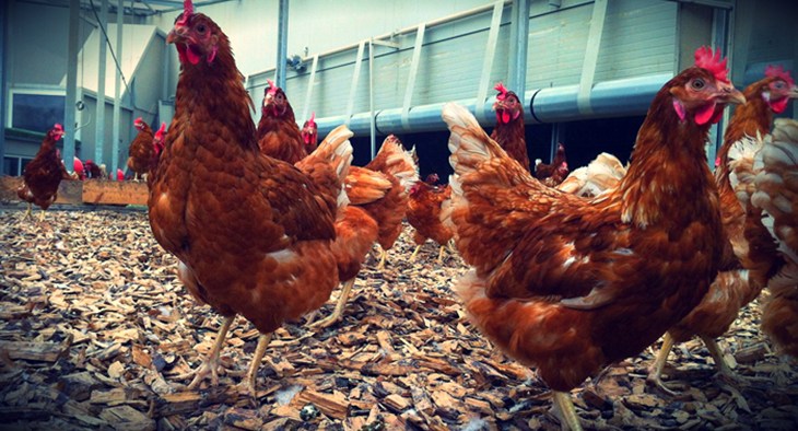 Happier hens at the Rondeel farm