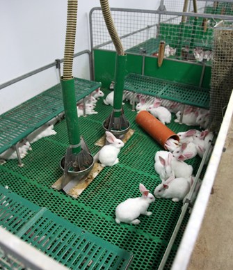 Rabbits in an indoor higher welfare ("park") system