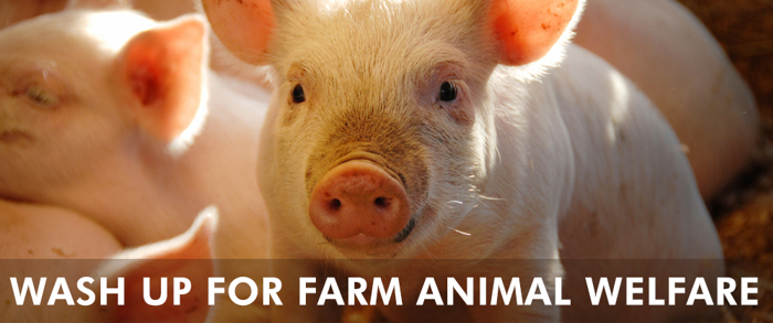 Wash Up For Farm Animal Welfare
