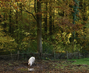Agroecology: Ecologically-smart farming