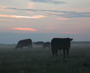 Position paper on sustainability and livestock