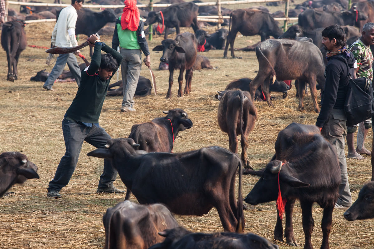 Horrifying mass animal slaughter in Nepal | Compassion in World Farming