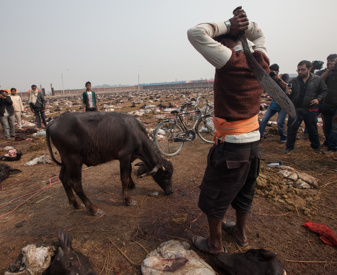 Saturday Gadhimai 1