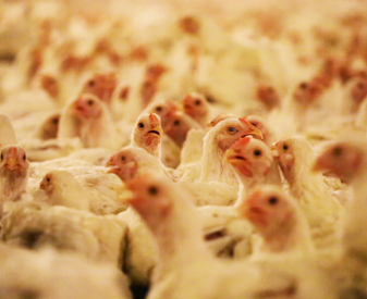 US chicken farm