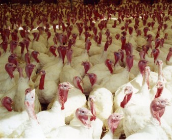Turkeys