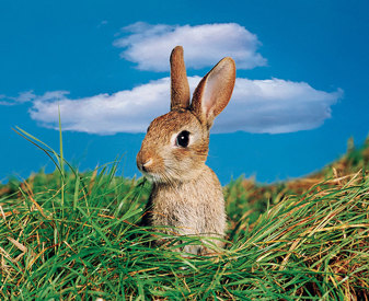 Rabbit Bluesky