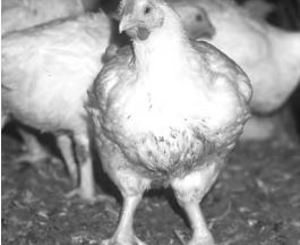 Selective Breeding worksheet