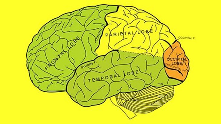 brain