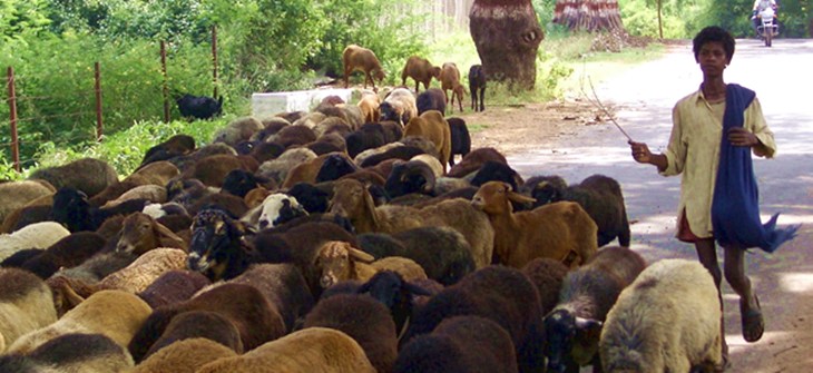 shepherd_boy_in_india