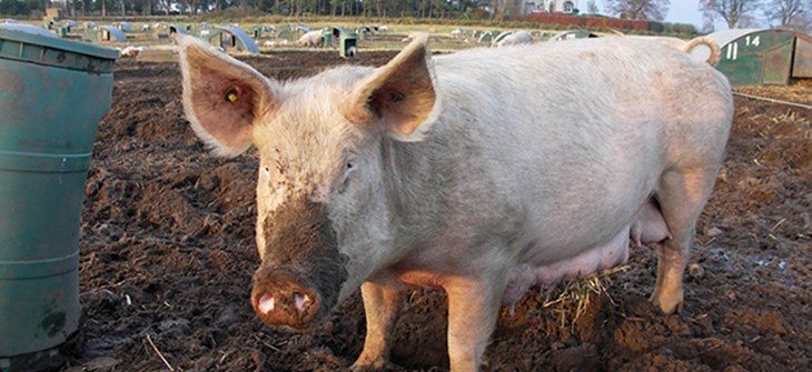 pig_idea2