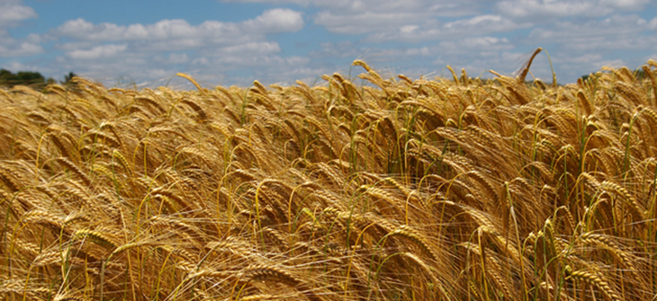 food_security_grain